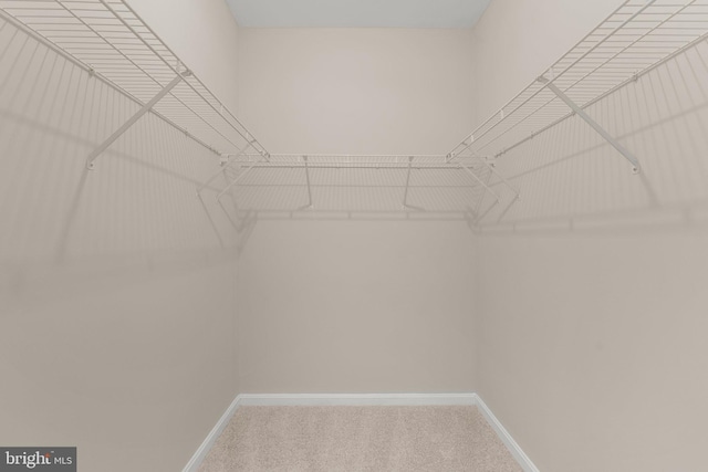 spacious closet featuring carpet