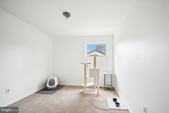 miscellaneous room featuring carpet flooring