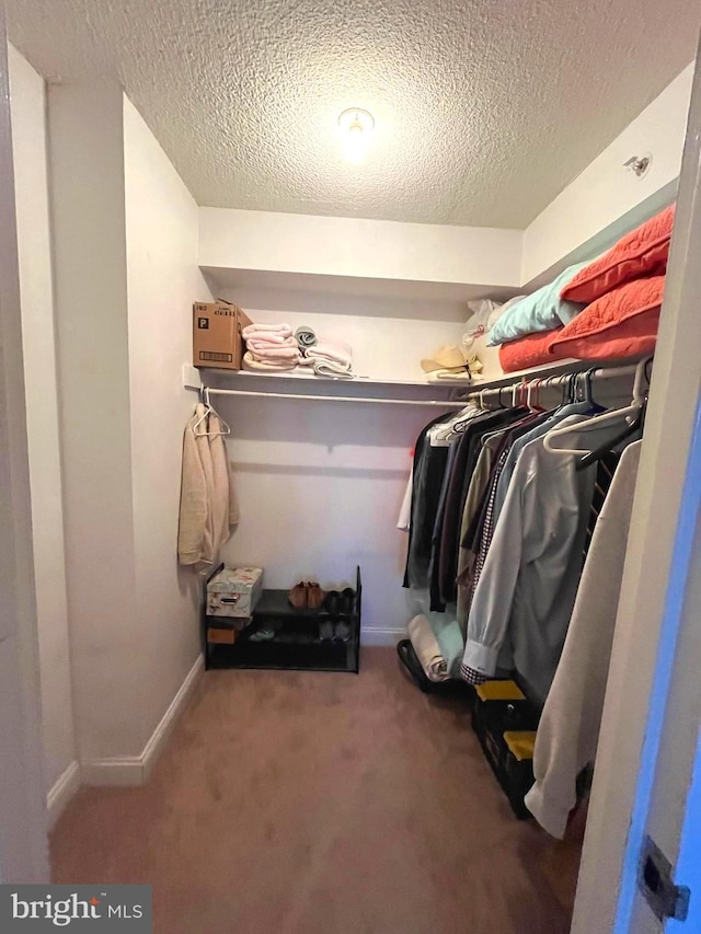 walk in closet featuring carpet floors