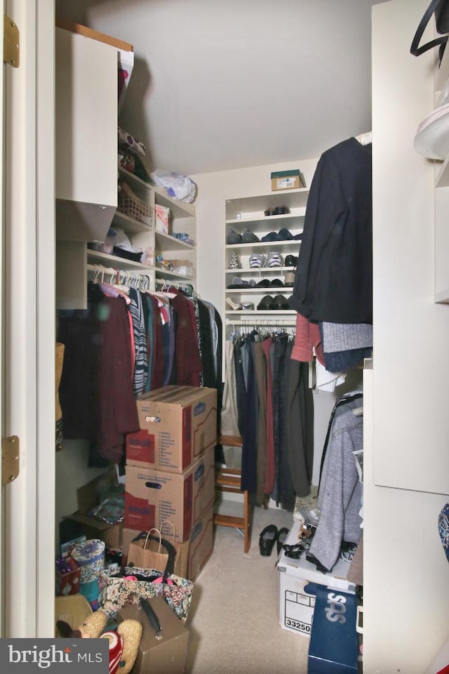 spacious closet featuring carpet floors