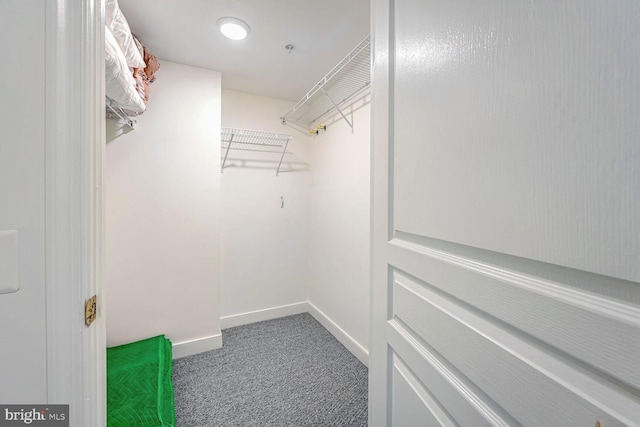 spacious closet featuring carpet floors