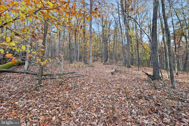 view of local wilderness