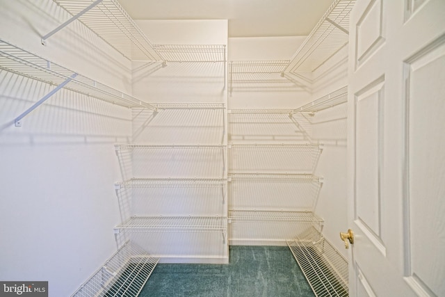 spacious closet featuring carpet floors