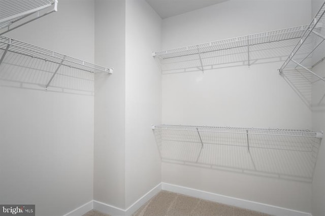 spacious closet featuring carpet