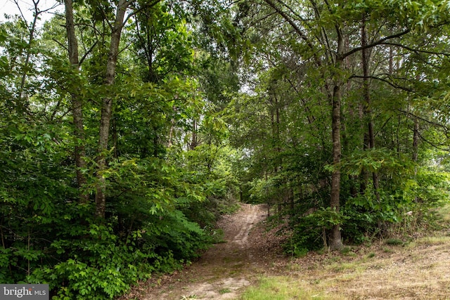 view of local wilderness