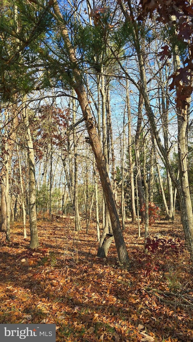 view of local wilderness