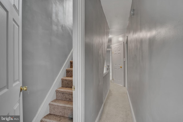 staircase featuring carpet flooring