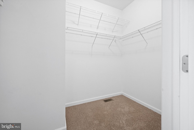 spacious closet featuring carpet