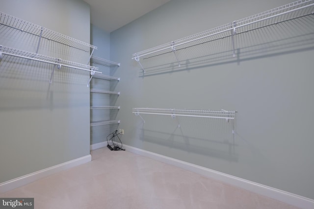 spacious closet featuring carpet flooring