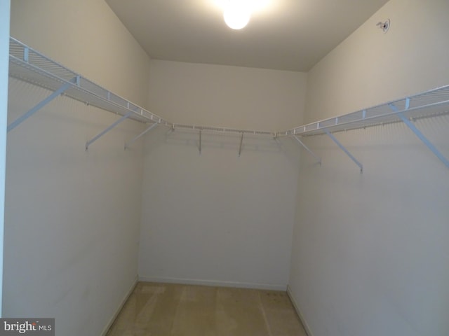 spacious closet featuring light colored carpet