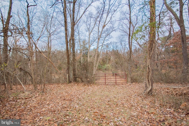 view of local wilderness