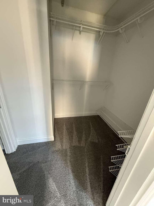 walk in closet with carpet floors