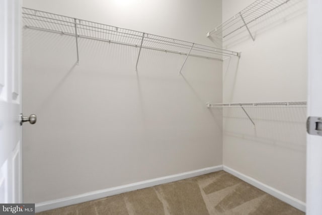 spacious closet featuring carpet floors