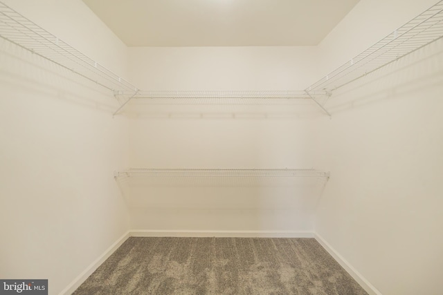 walk in closet with carpet