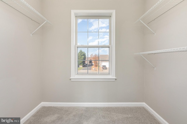 walk in closet featuring carpet floors