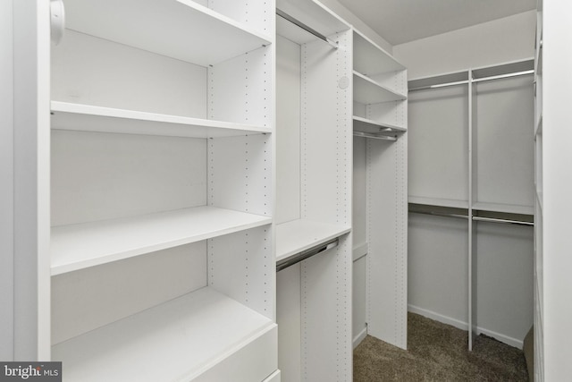 walk in closet featuring dark colored carpet