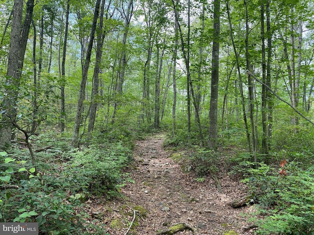 view of local wilderness