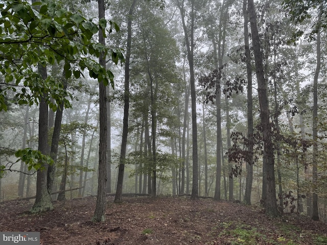 view of local wilderness