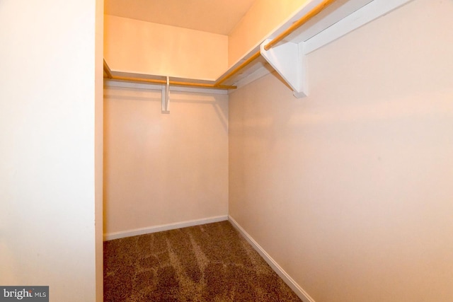 walk in closet featuring carpet flooring