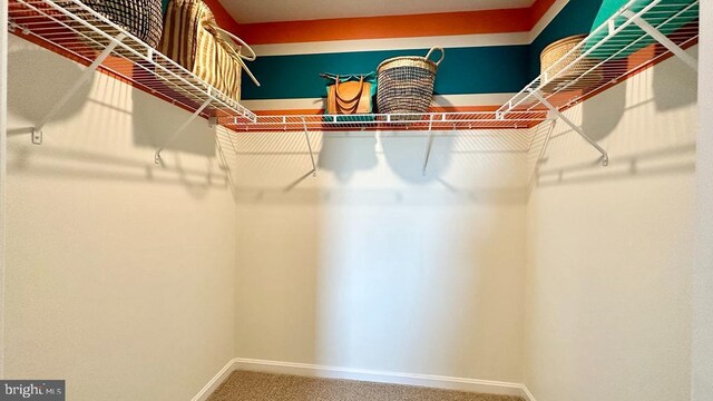 spacious closet featuring carpet