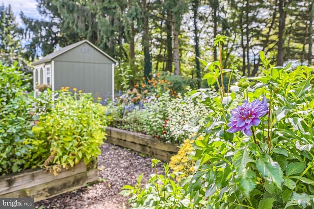 view of yard with a storage shed