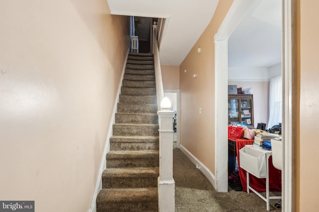 staircase featuring carpet floors