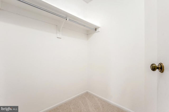 walk in closet featuring carpet floors