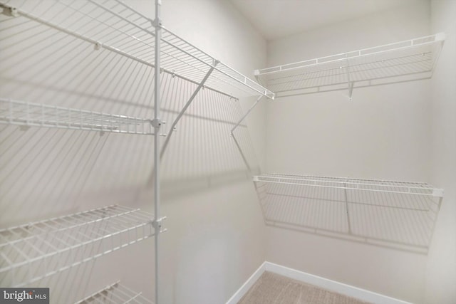 spacious closet featuring carpet flooring