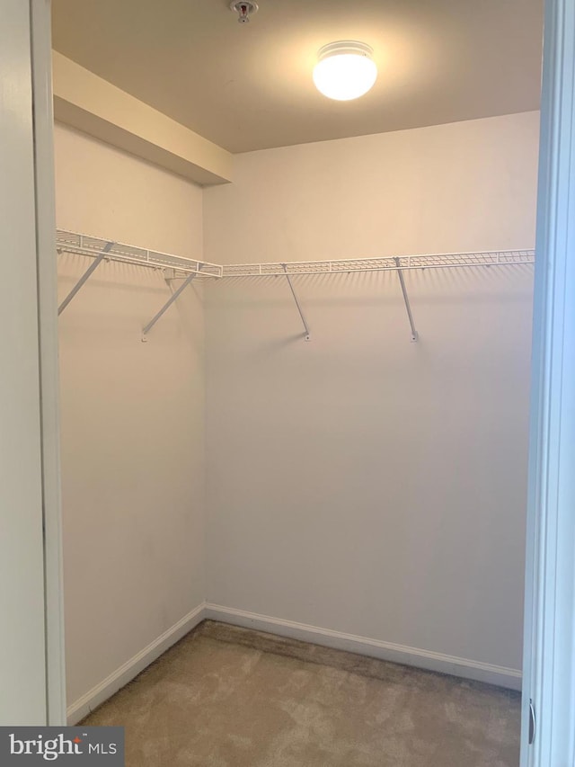 walk in closet with carpet flooring