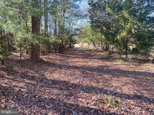 view of local wilderness