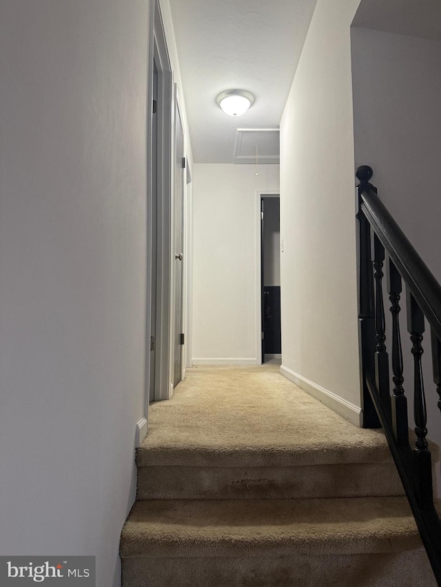 stairs with carpet floors