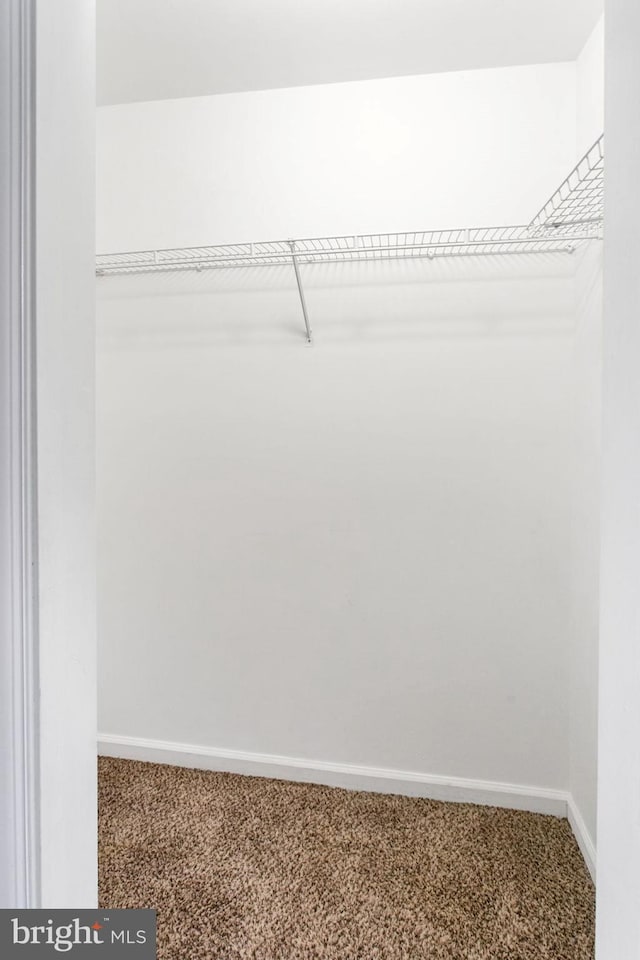 spacious closet featuring carpet flooring