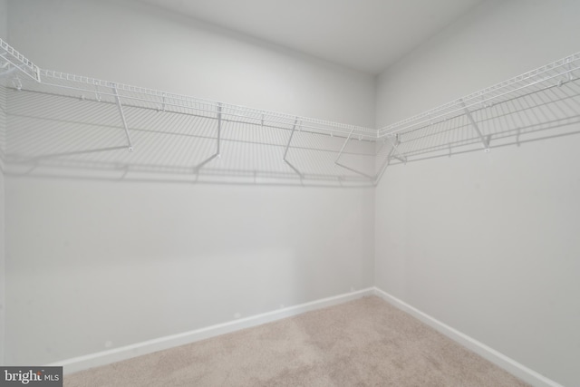 walk in closet featuring carpet flooring