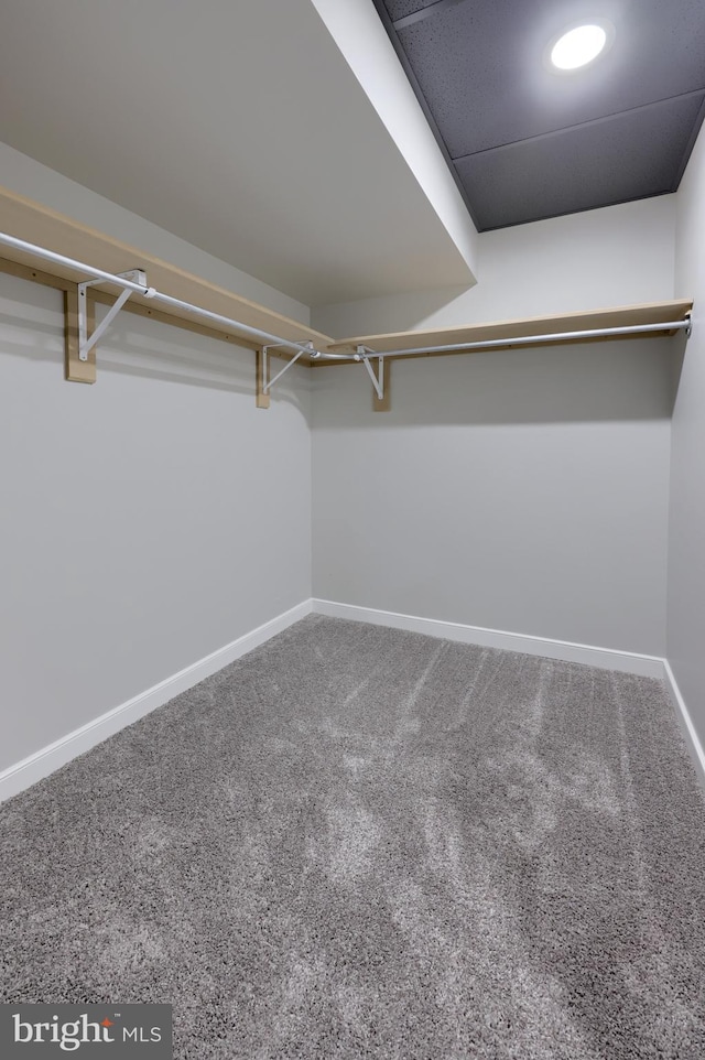 walk in closet with carpet floors