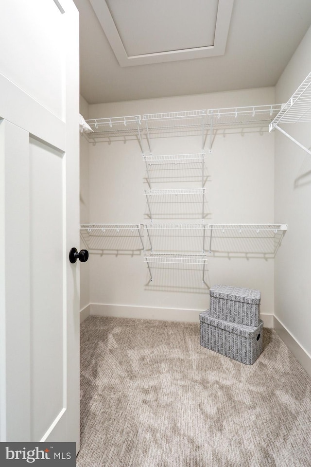 walk in closet featuring carpet