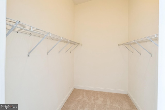 spacious closet featuring carpet