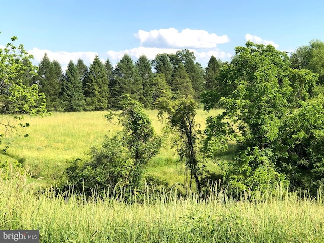 view of local wilderness