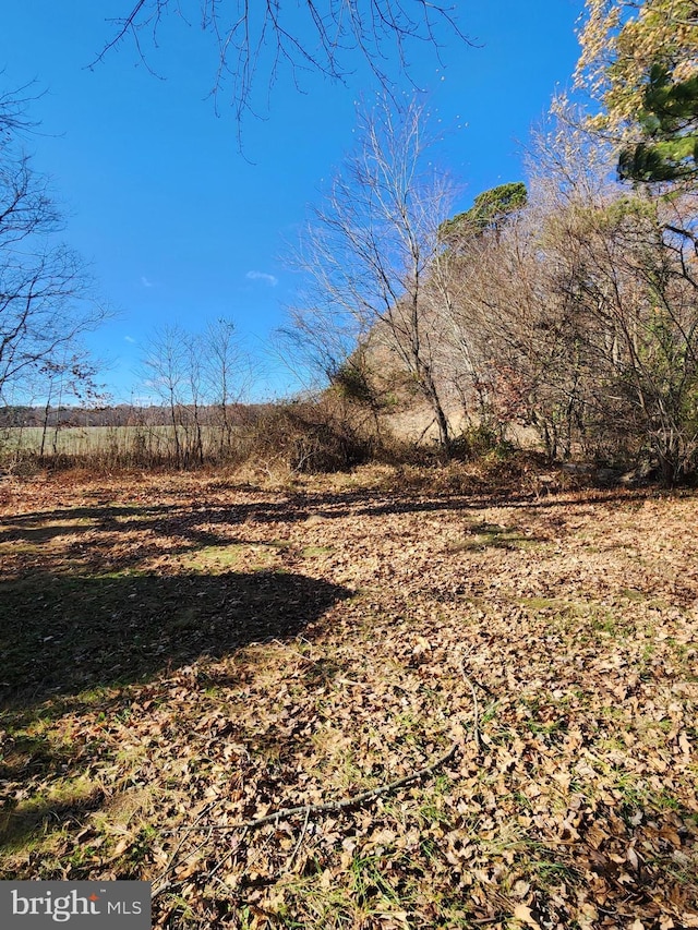 view of local wilderness