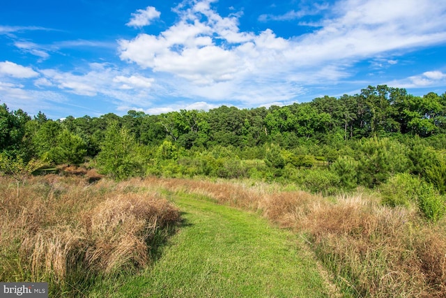 view of local wilderness