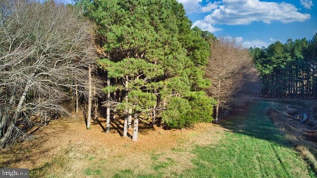 view of local wilderness