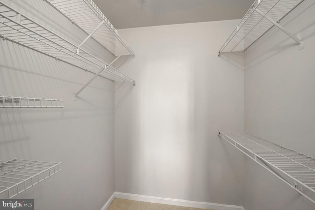 walk in closet with carpet flooring