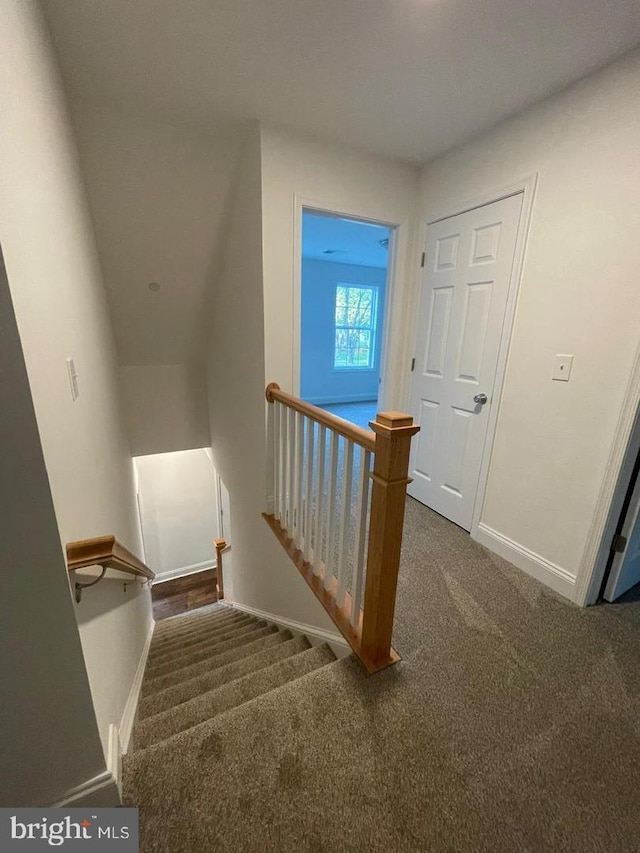 staircase featuring carpet flooring