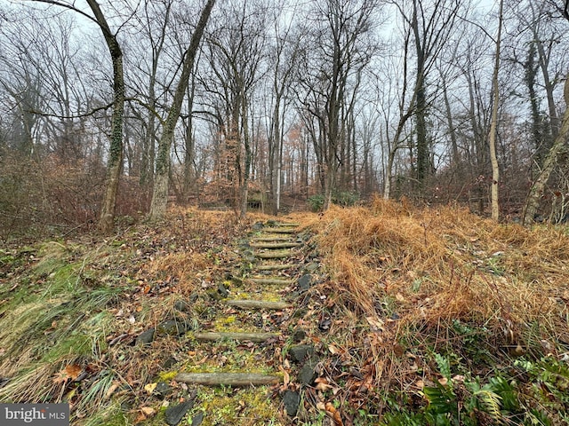 view of local wilderness