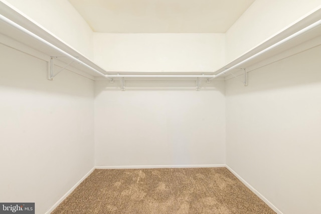 spacious closet with carpet