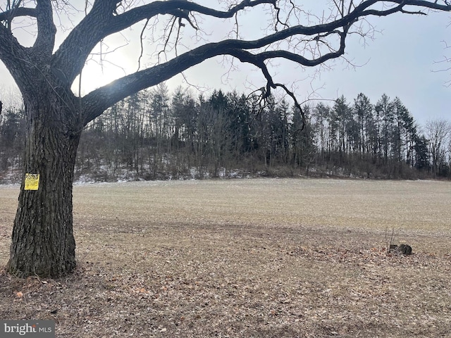 view of local wilderness