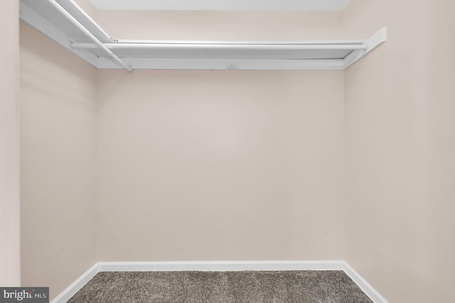 spacious closet featuring carpet