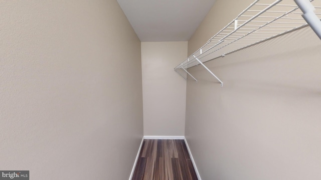 spacious closet featuring wood-type flooring