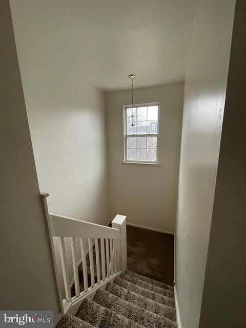 staircase featuring carpet flooring