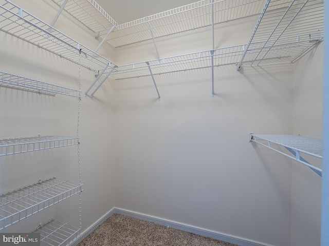 spacious closet featuring carpet