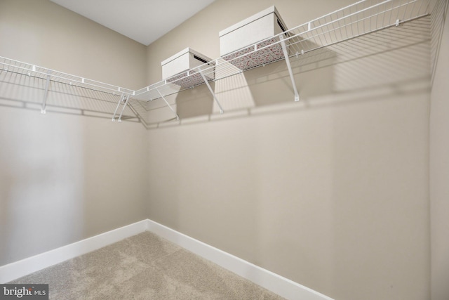 walk in closet with carpet floors